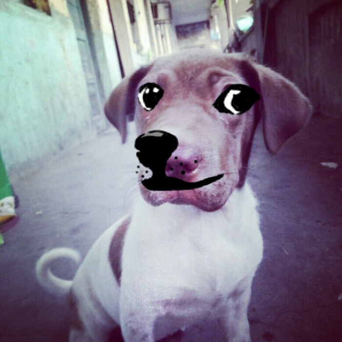 狗狗喉咙鱼钩——一次惊心动魄的宠物护理经历